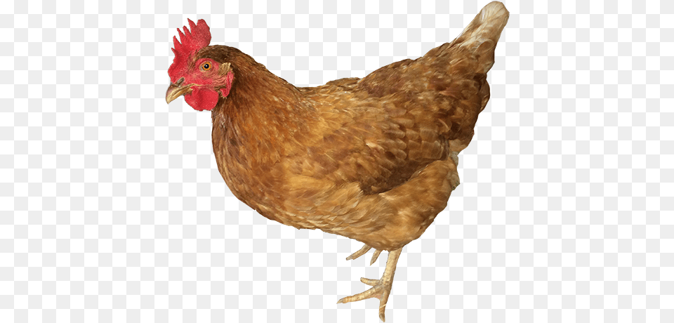 Dixie Chick Rooster, Animal, Bird, Chicken, Fowl Free Png Download