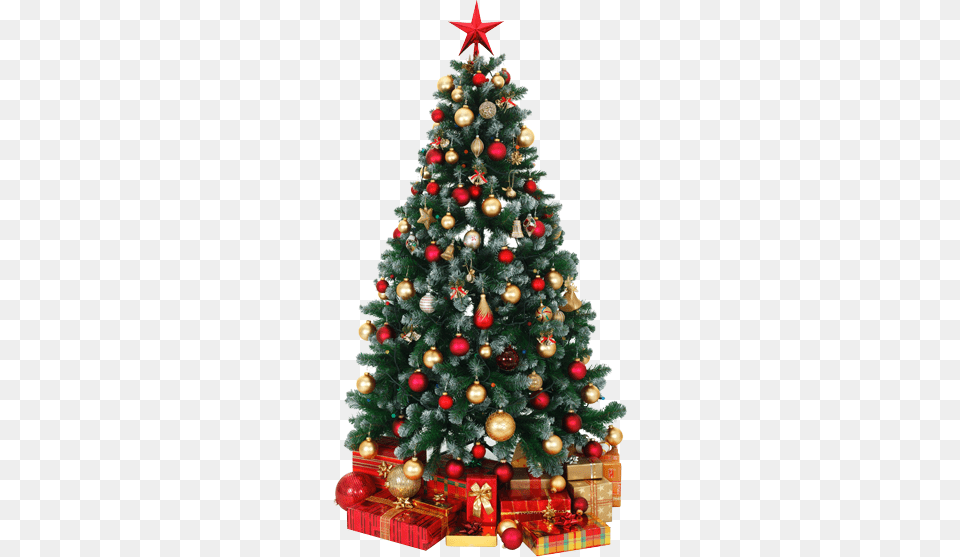 Diy Christmas Lights Planning, Plant, Tree, Christmas Decorations, Festival Png Image