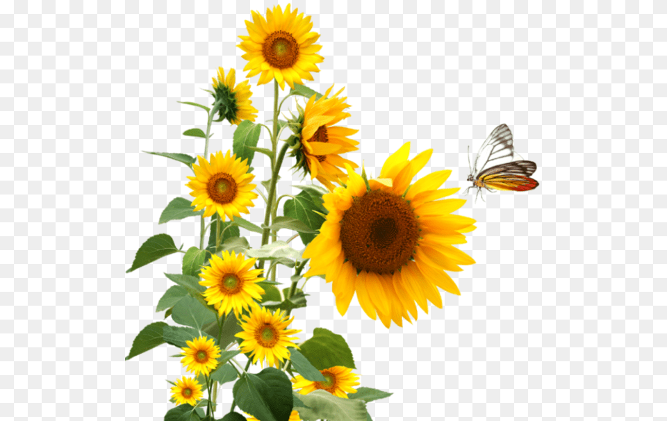 Dlkpcsi Art Of Self Transformation A Guide, Flower, Plant, Sunflower, Animal Png Image