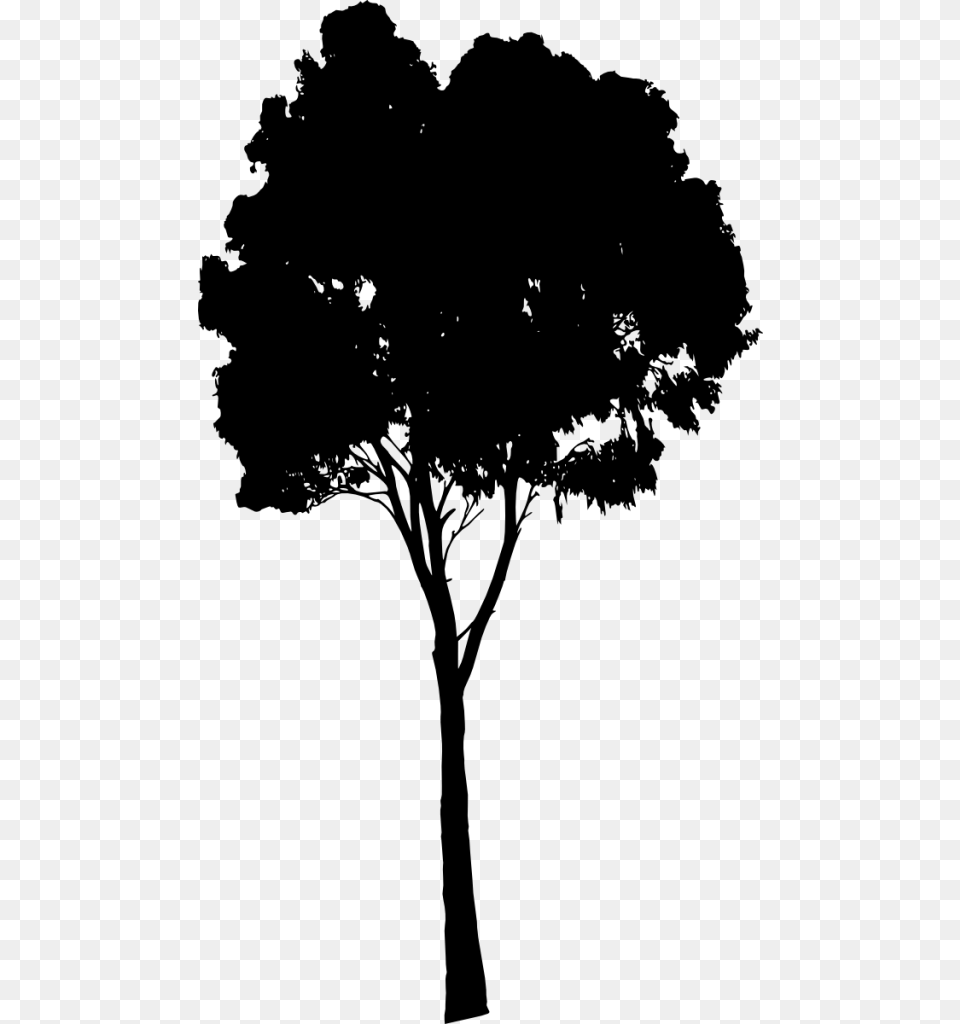 Dlpng Com Tree Silhouette, Oak, Plant, Tree Trunk, Sycamore Png Image