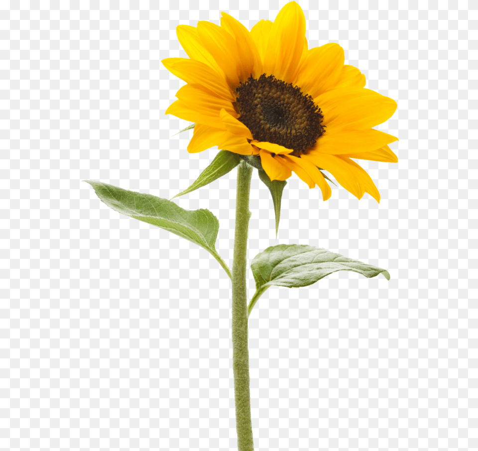 Dlpng Sunflower With No Background, Flower, Plant Free Transparent Png