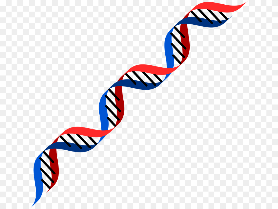 Dna, Rope Free Png