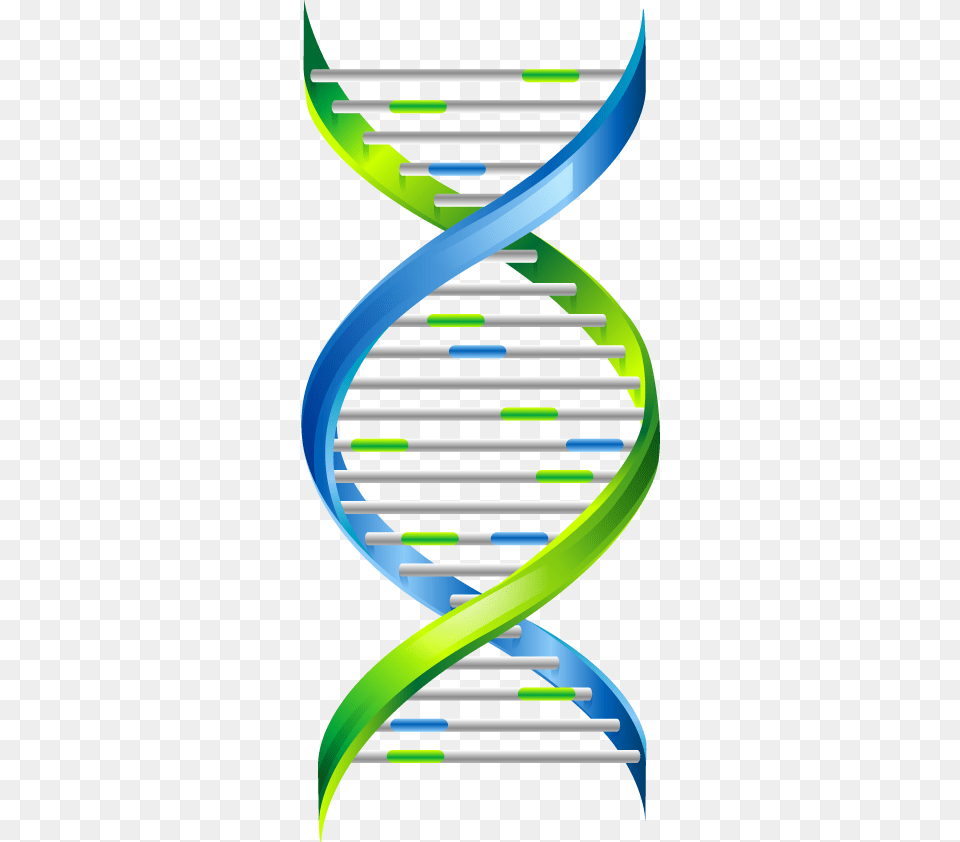 Dna, Art, Coil, Graphics, Spiral Png