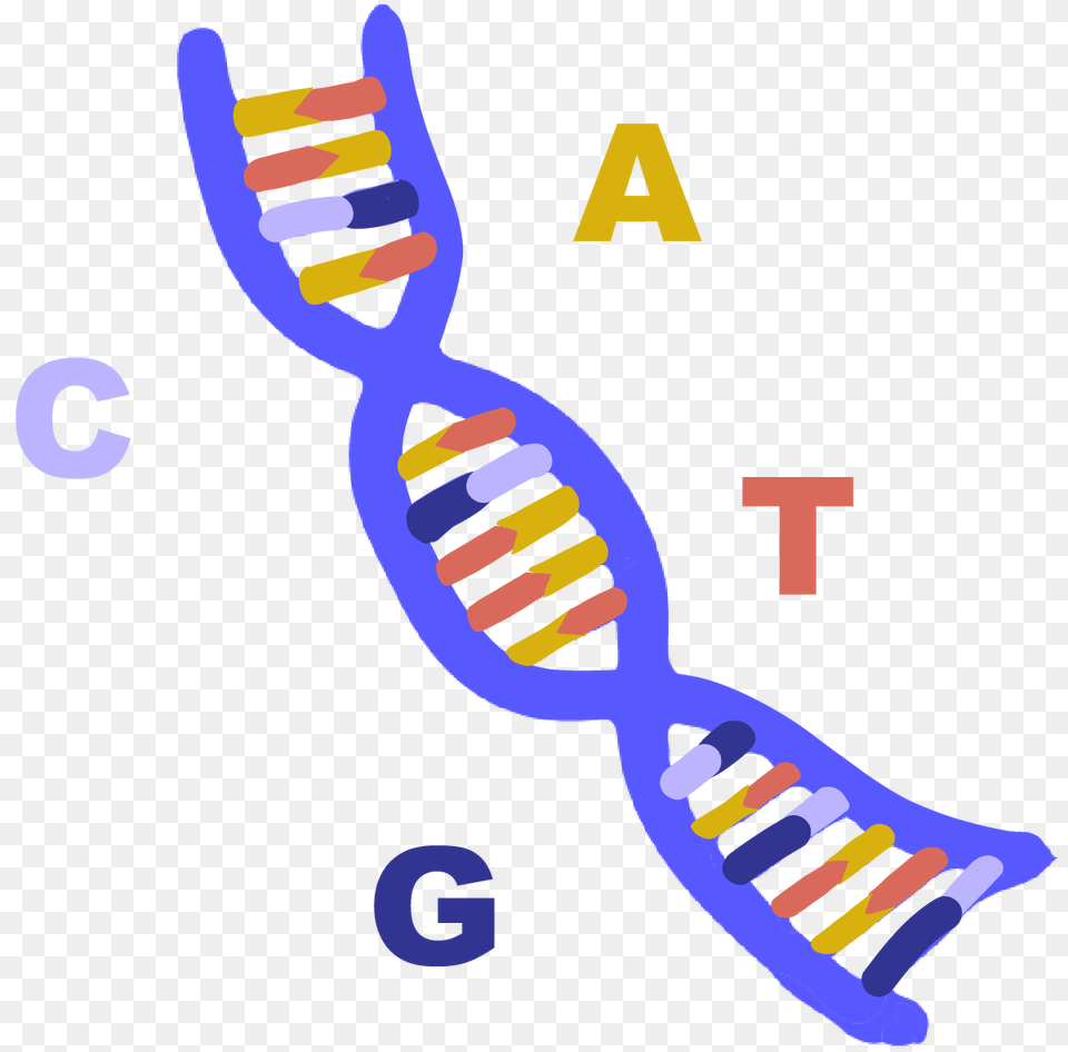 Dna, Baby, Person, Musical Instrument Free Transparent Png