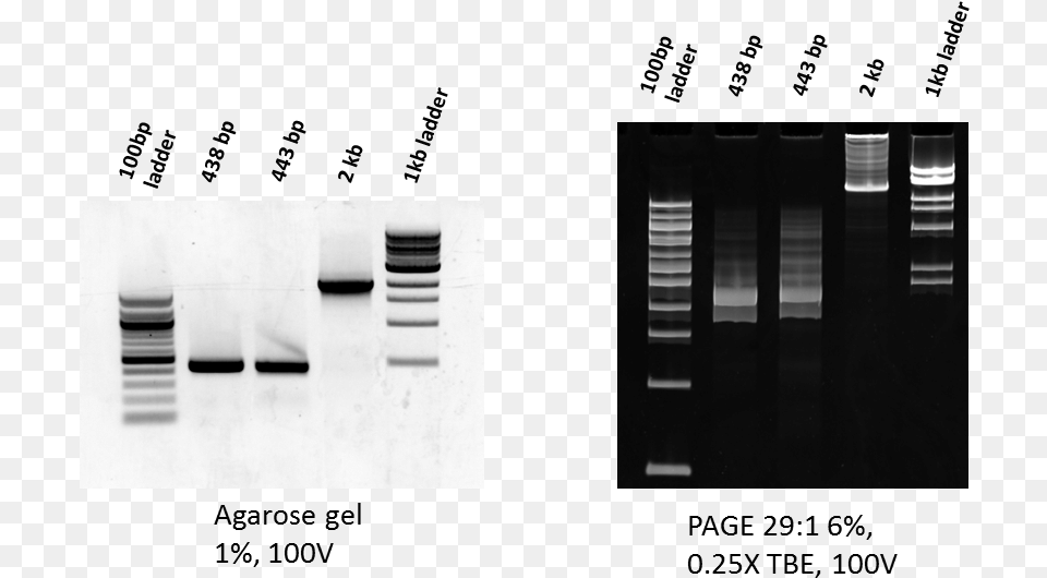 Dna, Art, Collage Png Image