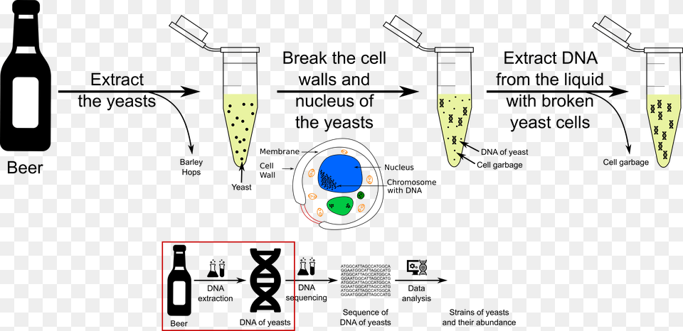 Dna Free Png Download