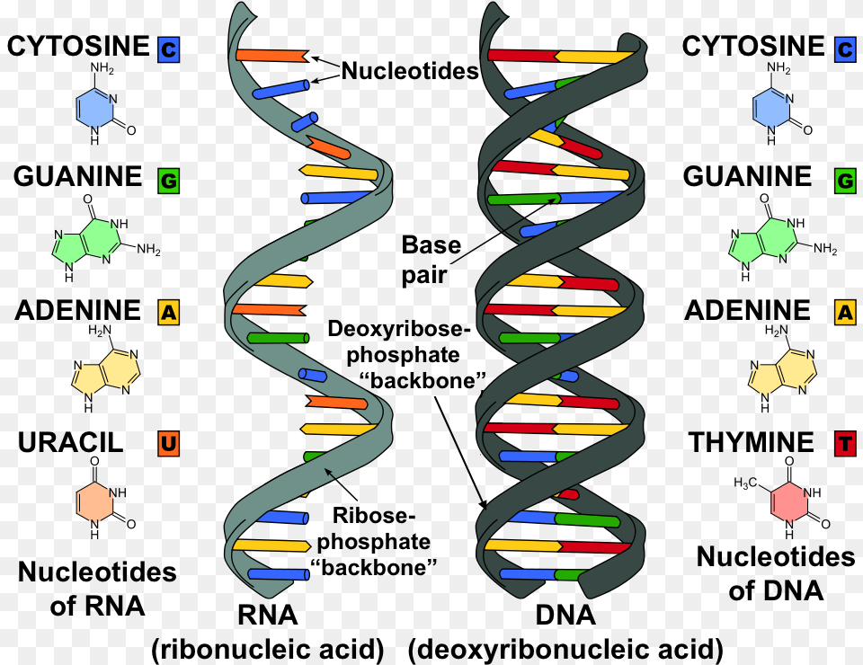 Dna And Rna, Paper, Spiral, Art, Confetti Png
