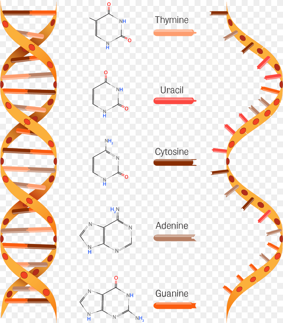 Dna And Rna Clipart, Text Png Image