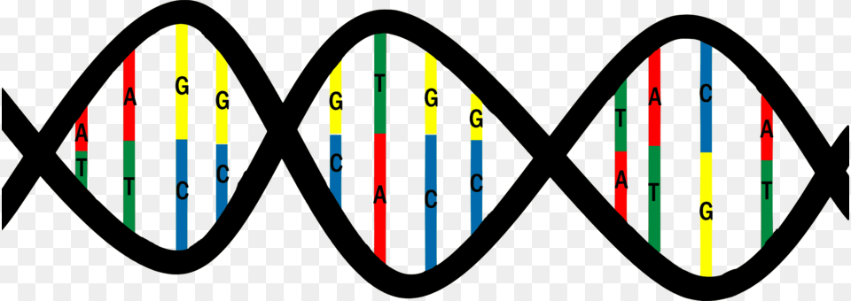 Dna Base Pair Nucleic Acid Structure Thymine Cytosine, Nature, Outdoors, Sea, Sea Waves Free Png