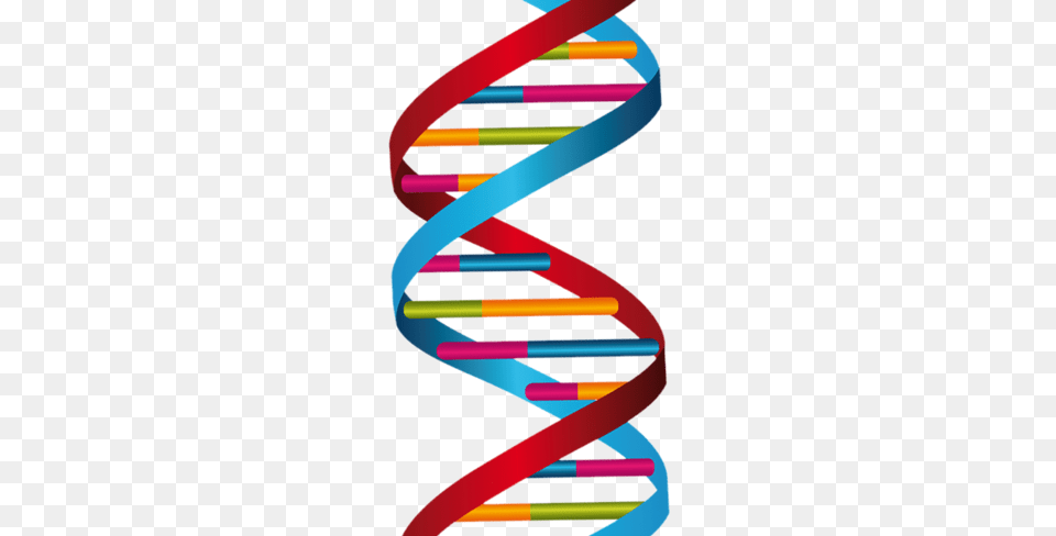Dna Biology Clip Art Clipart, Coil, Spiral, Graphics, Dynamite Free Png