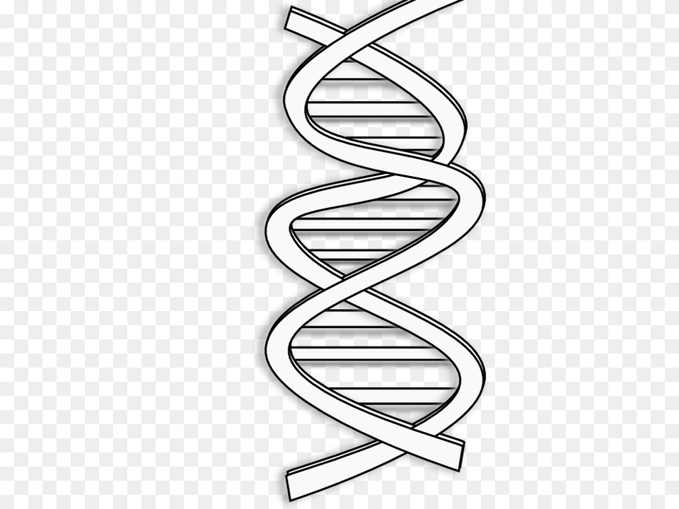 Dna Black And White Clipart, Spiral, Coil Free Png Download