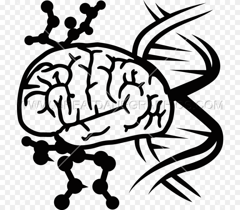 Dna Brain Clipart Explore Pictures, Bow, Weapon, Person Png