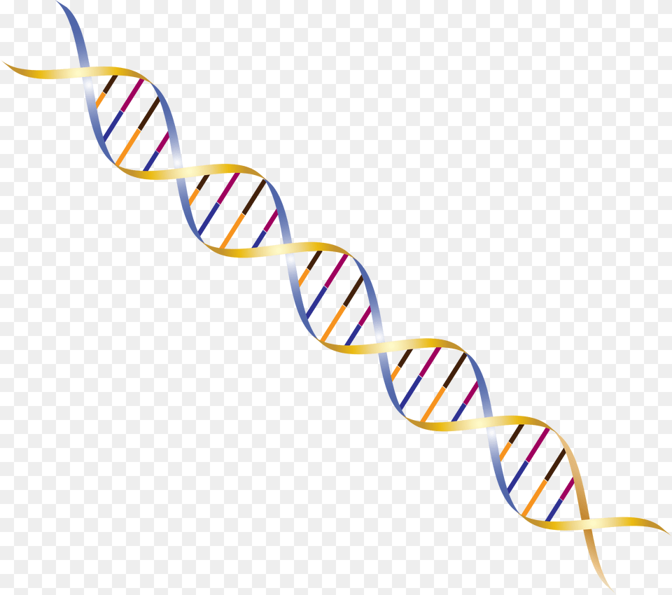 Dna Clipart, Pattern, Spiral, Paper, Art Free Png Download