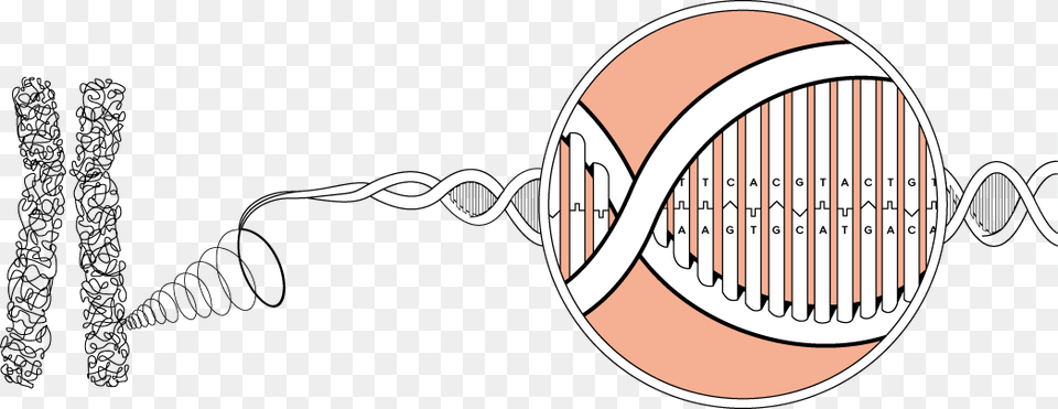 Dna Clipart Chromosome Chromosomes Are Made Of Dna, Racket, Sport, Tennis, Tennis Racket Free Transparent Png