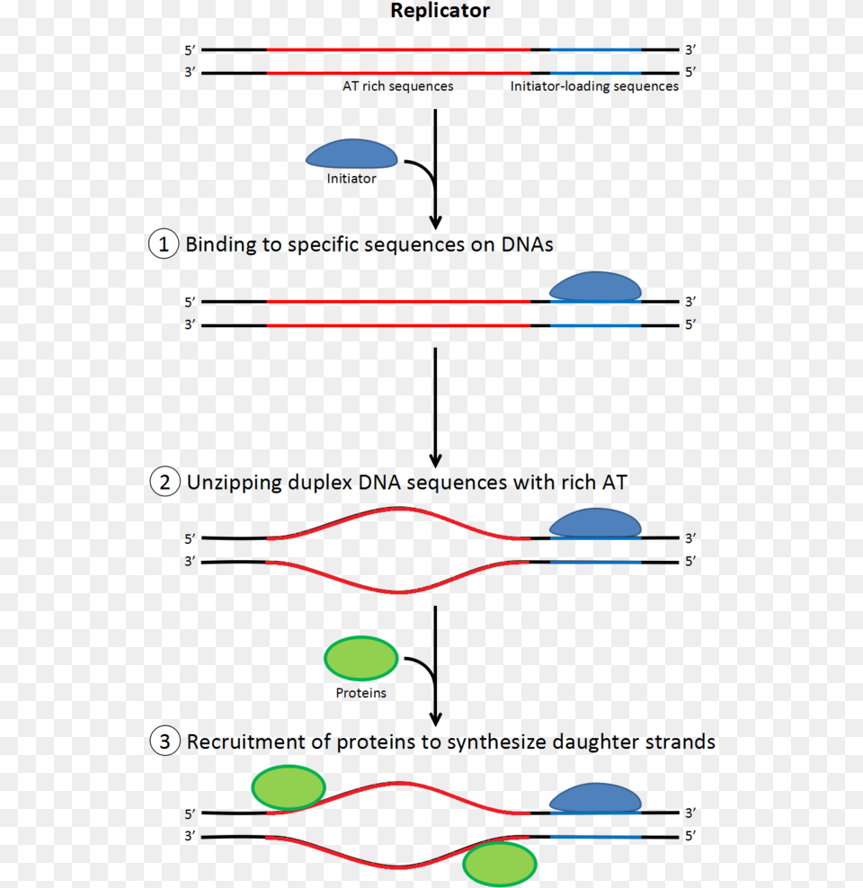 Dna Clipart Dna Replication Initiation De La Replication, Light, Nature, Night, Outdoors Free Png