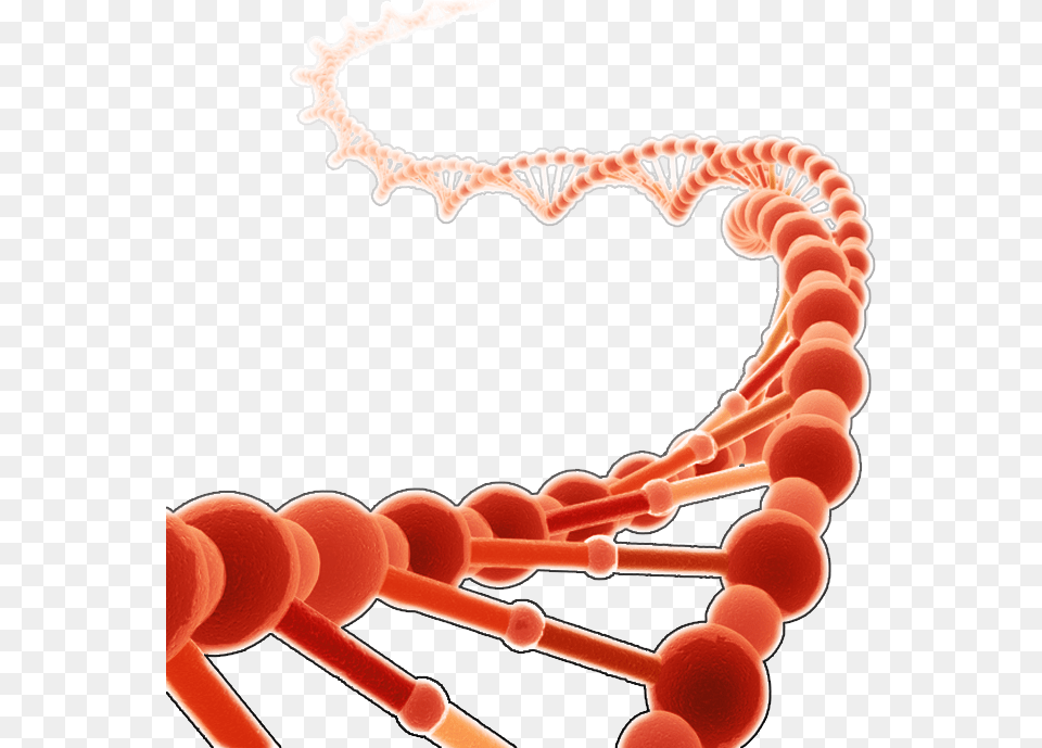 Dna Clipart Red Brin D Adn Free Transparent Png