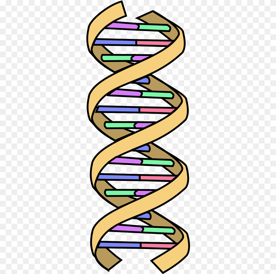 Dna Clipart Wikipedia Simple Dna, Coil, Spiral Png Image