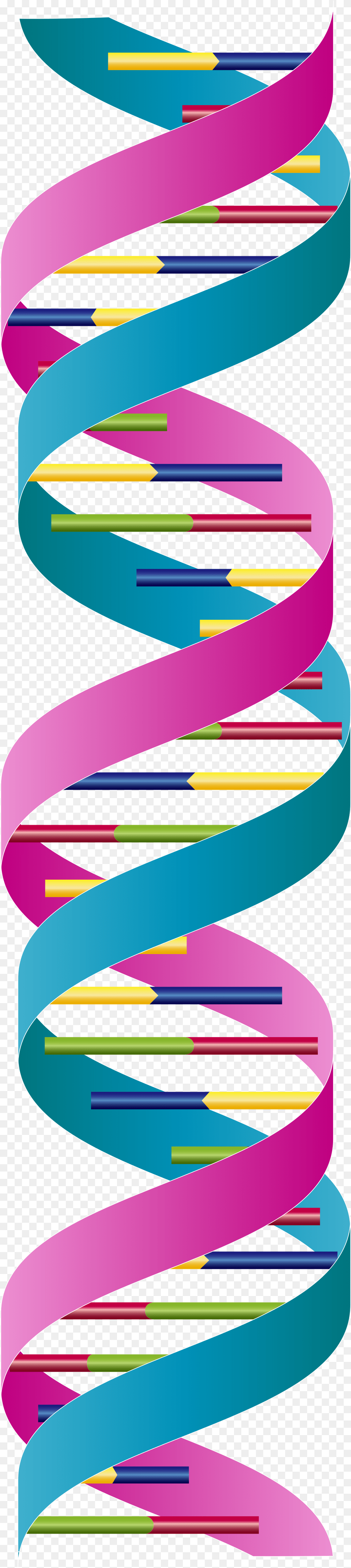 Dna Double Strand, Coil, Spiral, Pattern Free Transparent Png