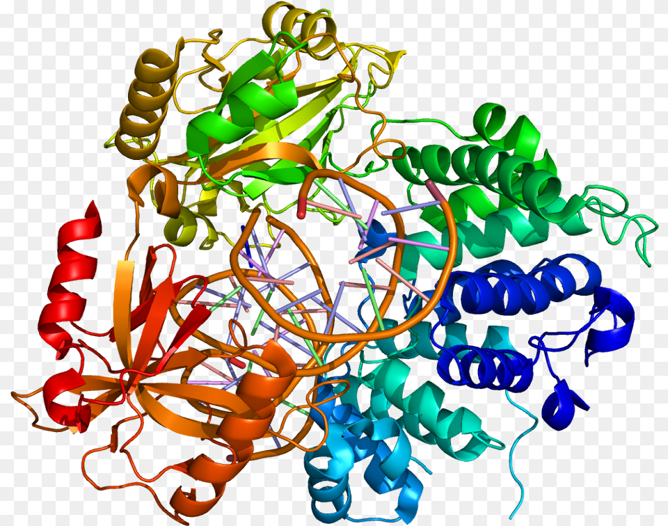 Dna Ligase 1 Structure Clipart Download Human Dna Ligase I Structure, Art, Graphics, Pattern, Chandelier Png Image