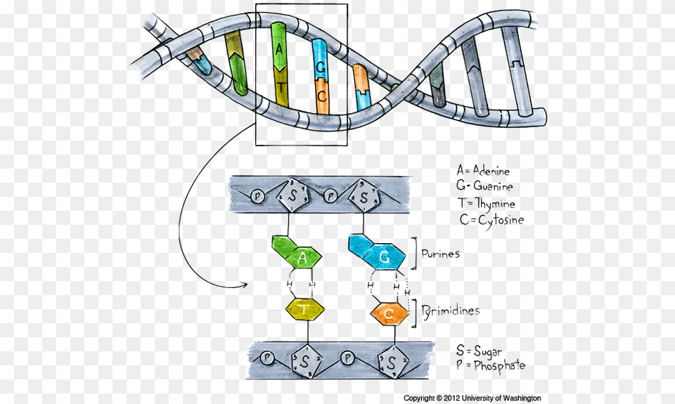 Dna Made, Accessories Png