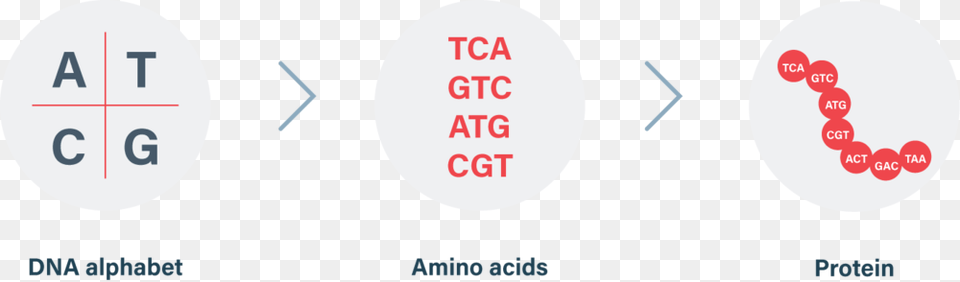 Dna Makes Protein Circle, Number, Symbol, Text Png Image