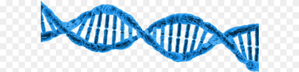 Dna Missing Link What It Means, Lace, Pattern, Accessories, Formal Wear Free Transparent Png