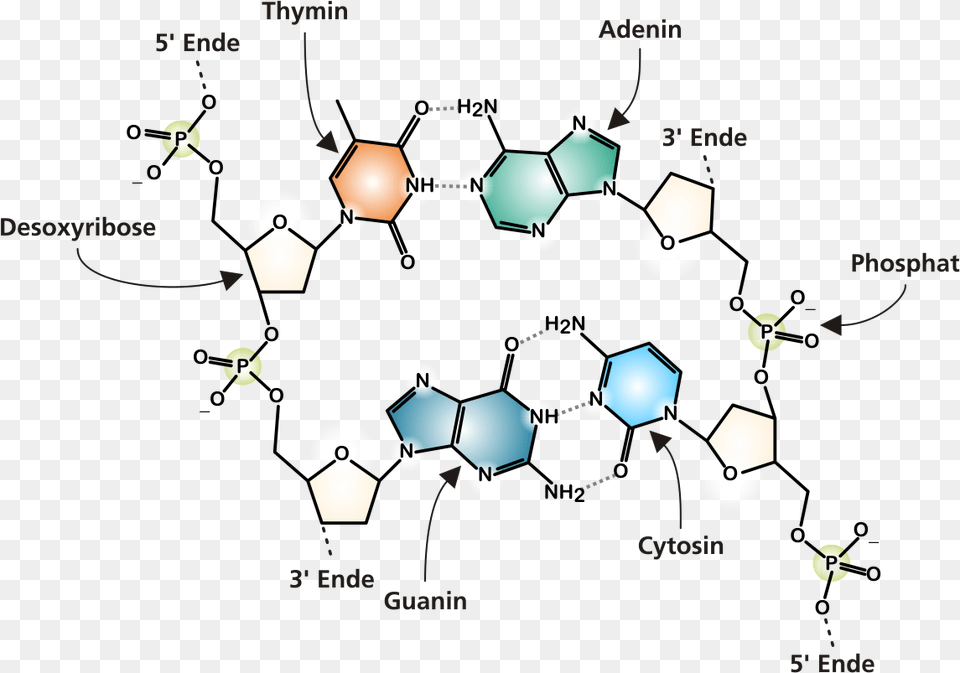 Dna Molecule Chemical Diagram Of Dna, Network, Person Free Png Download