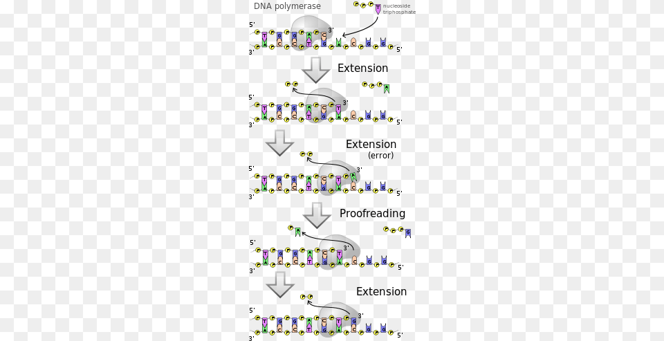 Dna Polymerases Adds Nucleotides To The 339 End Of A Atp Used In Dna Synthesis, Car, Transportation, Vehicle Png