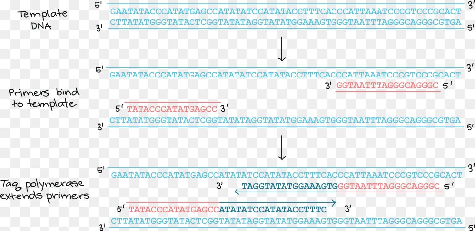 Dna Primers, Text Free Transparent Png