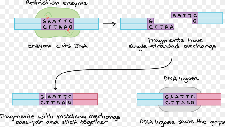 Dna Recombinante Enzimas De, Text Free Png