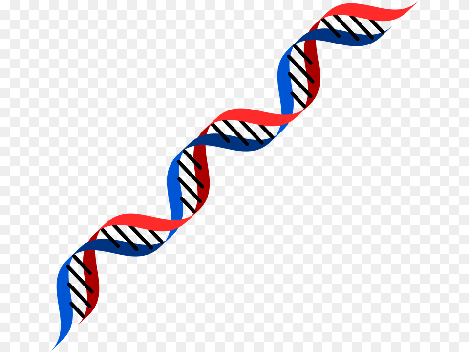 Dna Red And Blue, Rope Free Transparent Png