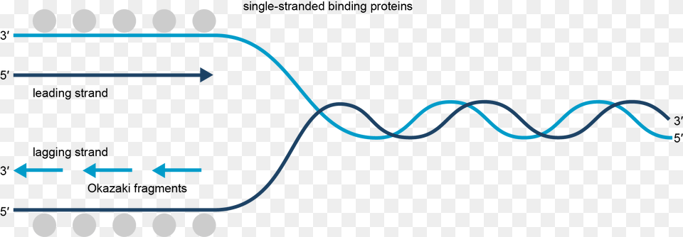 Dna Replication Png