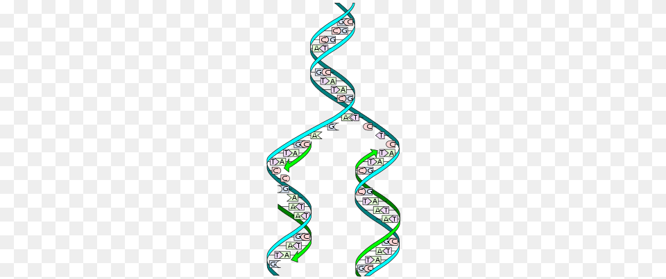 Dna Replication, Art, Graphics, Spiral, Disk Png Image