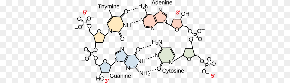 Dna Replication Bond Between C And G Free Transparent Png