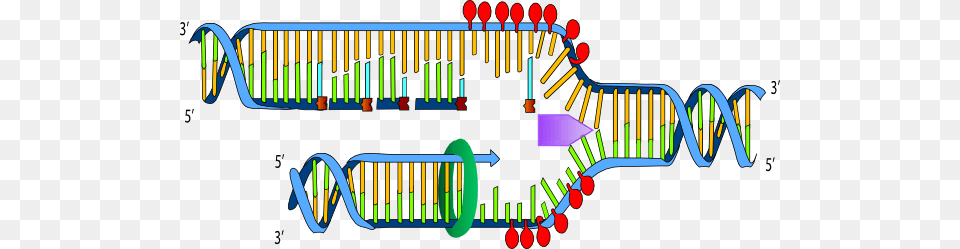 Dna Replication Clipart 3 By James Ligase In Dna Replication Play Area, Outdoor Play Area, Outdoors, Crib Free Transparent Png