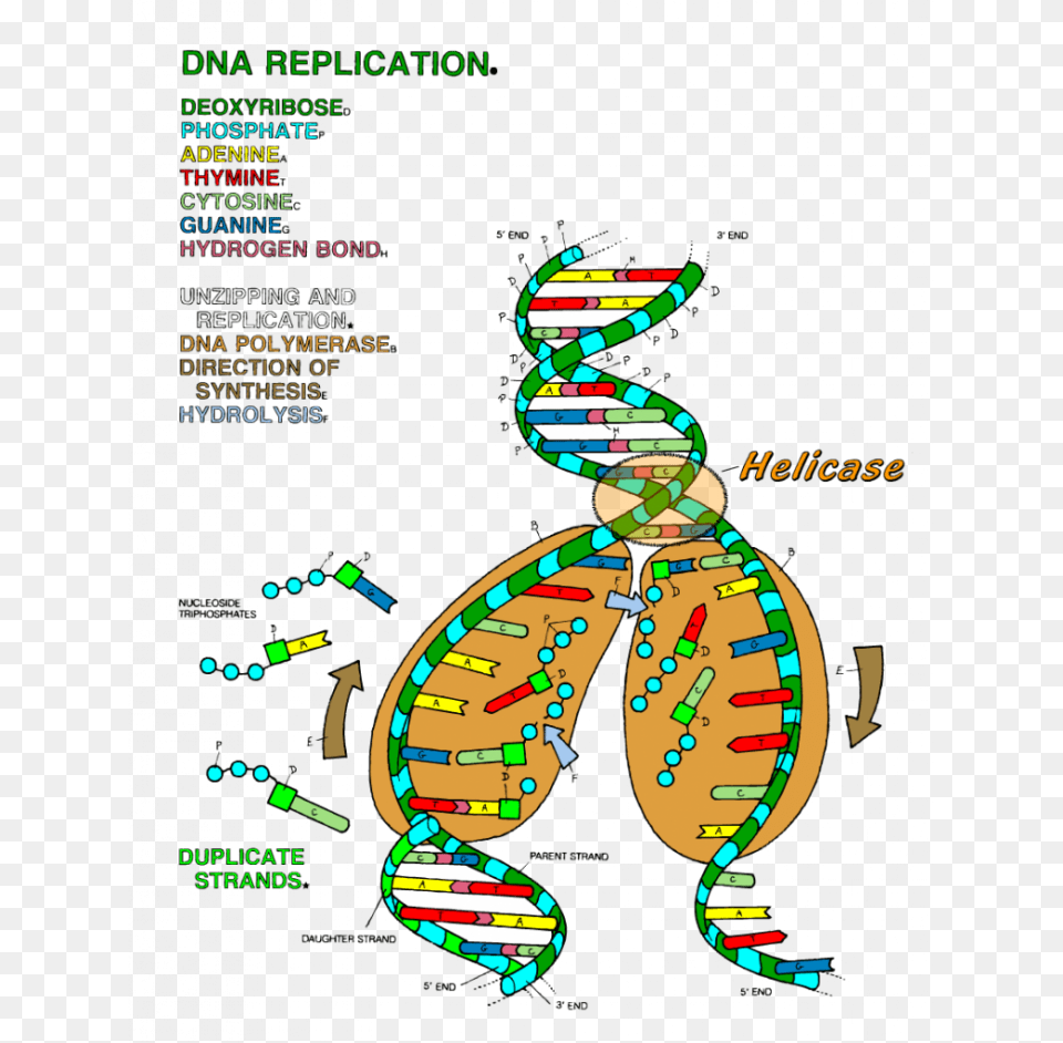 Dna Replication Coloring Key Worksheet Ideas 19 Dna Dna Transcription Coloring Worksheet, Advertisement, Poster, Baby, Person Free Transparent Png
