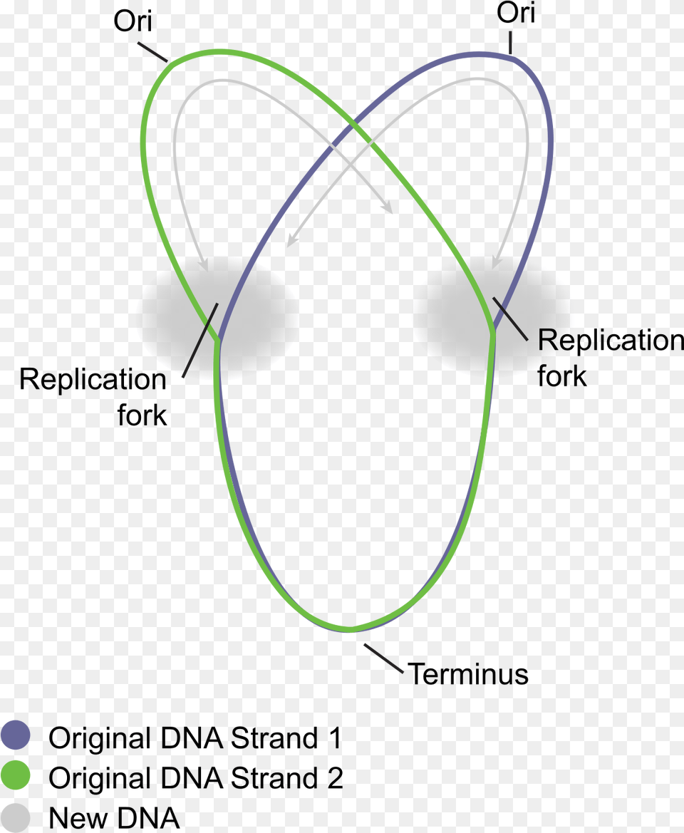 Dna Replication In Prokaryotes Diagram, Nature, Night, Outdoors, Light Free Transparent Png