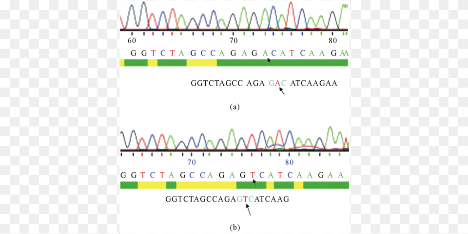 Dna Sequencing Of D816v C Kit Ptre2hyg Plasmid Construct, Chart, Plot, Text Free Png