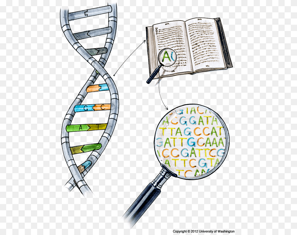 Dna Sequencing Sequence In Dna, Book, Publication, Text Free Transparent Png