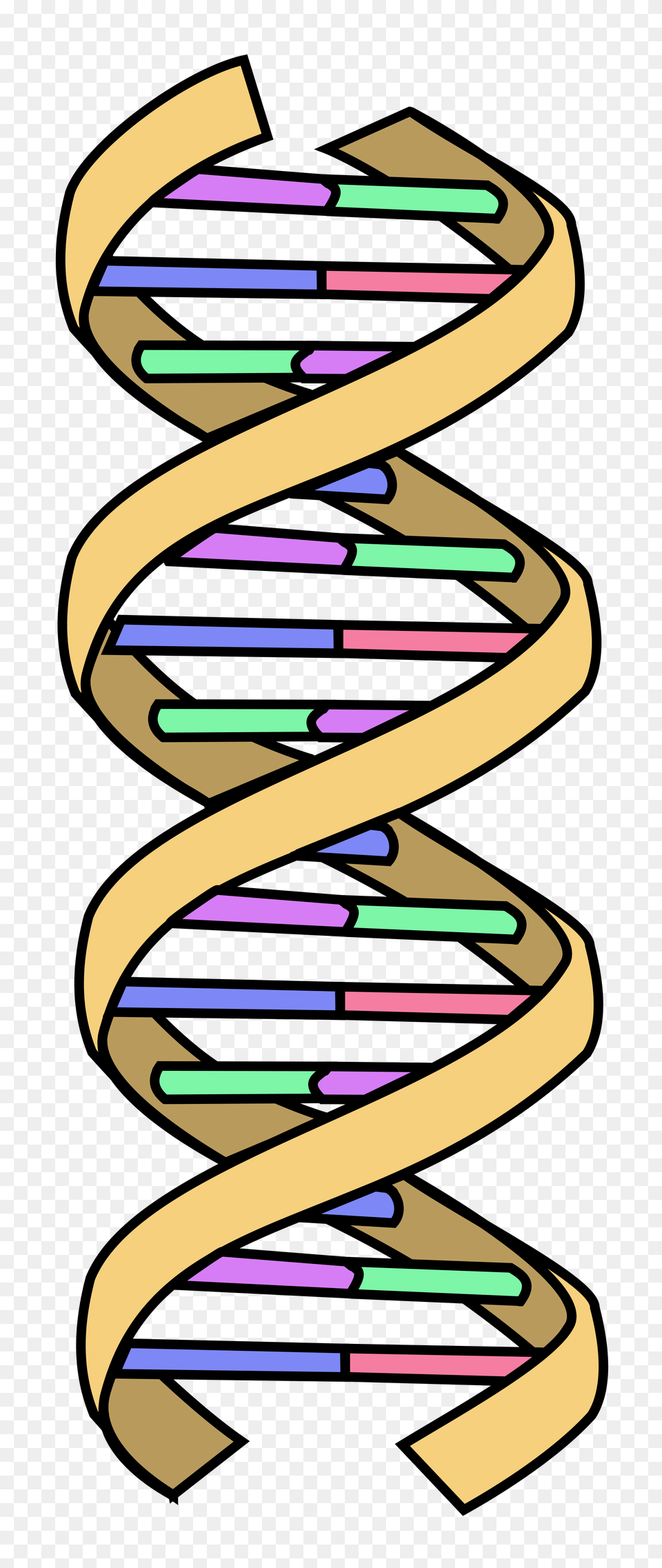 Dna Simple, Coil, Spiral Free Png Download