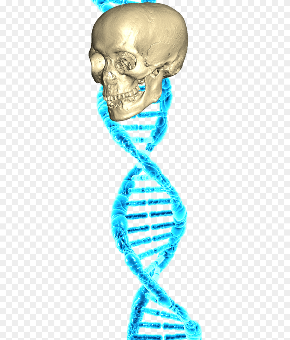 Dna Skull Skull, Ct Scan, Baby, Person, Face Png