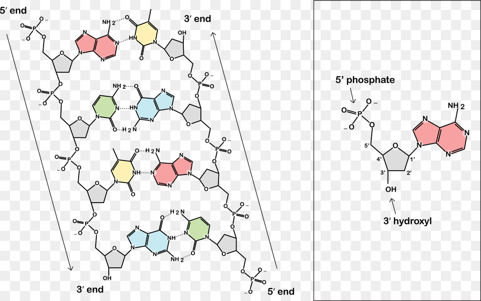 Dna Strand, Paper Png Image