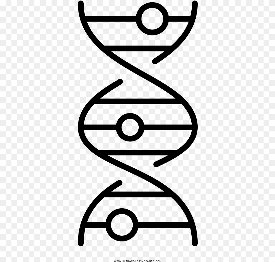 Dna Strand Coloring Page, Gray Png