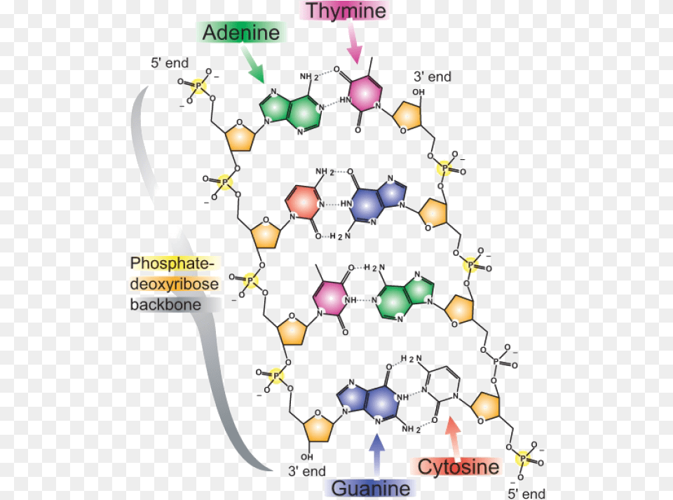 Dna Strand Dna Strands Structure, Chart, Plot, Outdoors, Nature Free Transparent Png