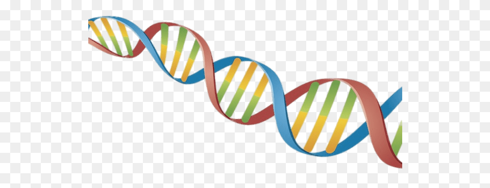 Dna String Coloured Transparent, Clothing, Flip-flop, Footwear Free Png Download