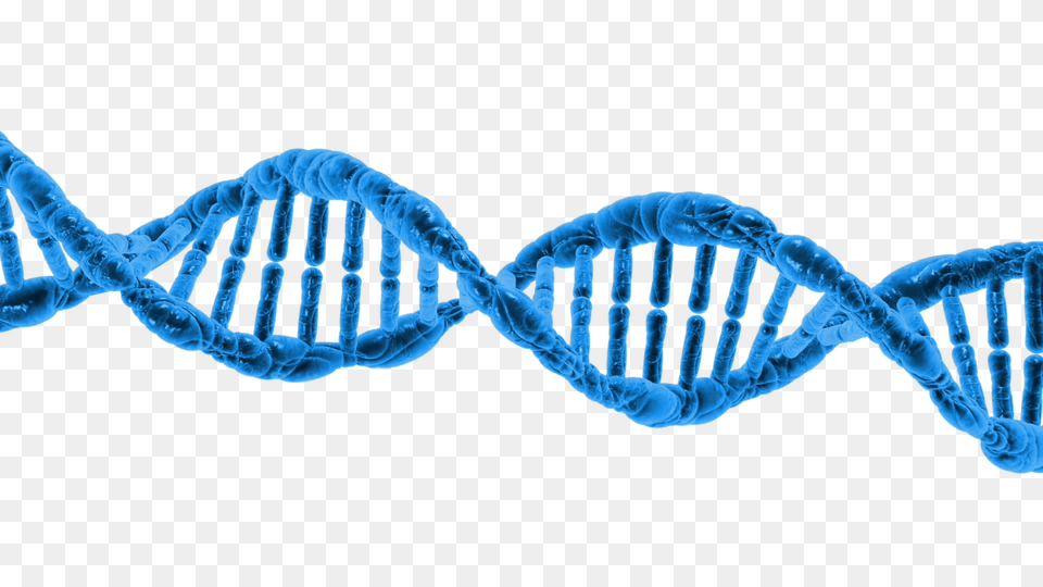 Dna String Double Helix, Lace, Animal, Dinosaur, Reptile Free Png