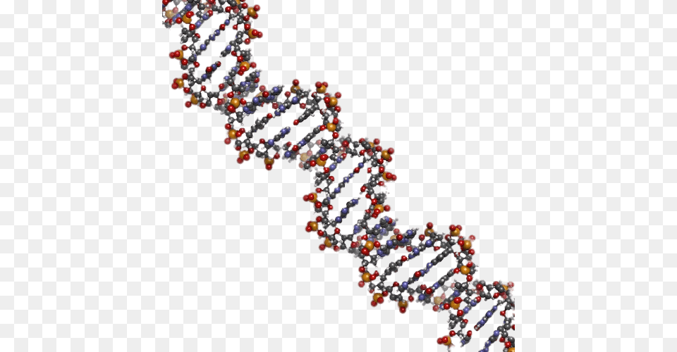 Dna String Model, Accessories, Jewelry, Necklace, Bead Free Transparent Png