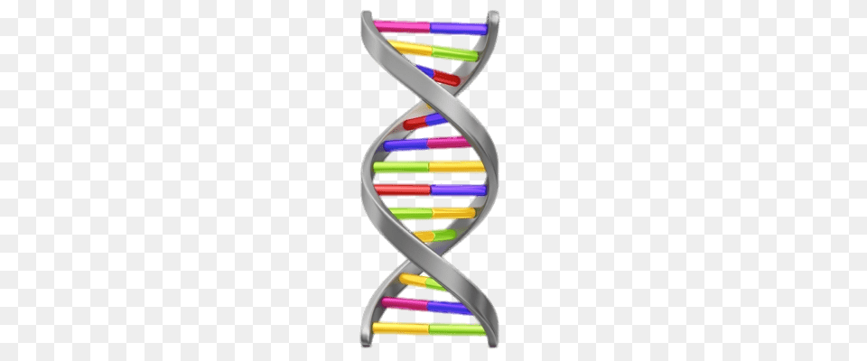 Dna String Vertical Png Image