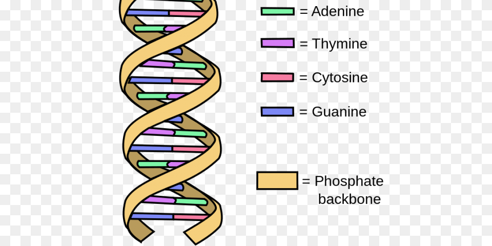 Dna Structure Clipart, Spiral, Coil, Paper Free Transparent Png