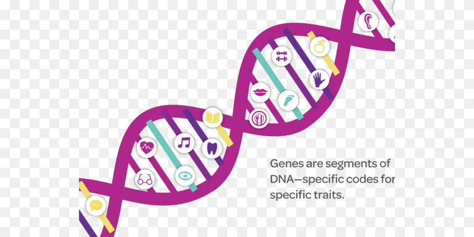 Dna Structure Clipart Genetic Trait, Rattle, Toy, Dynamite, Weapon Free Transparent Png
